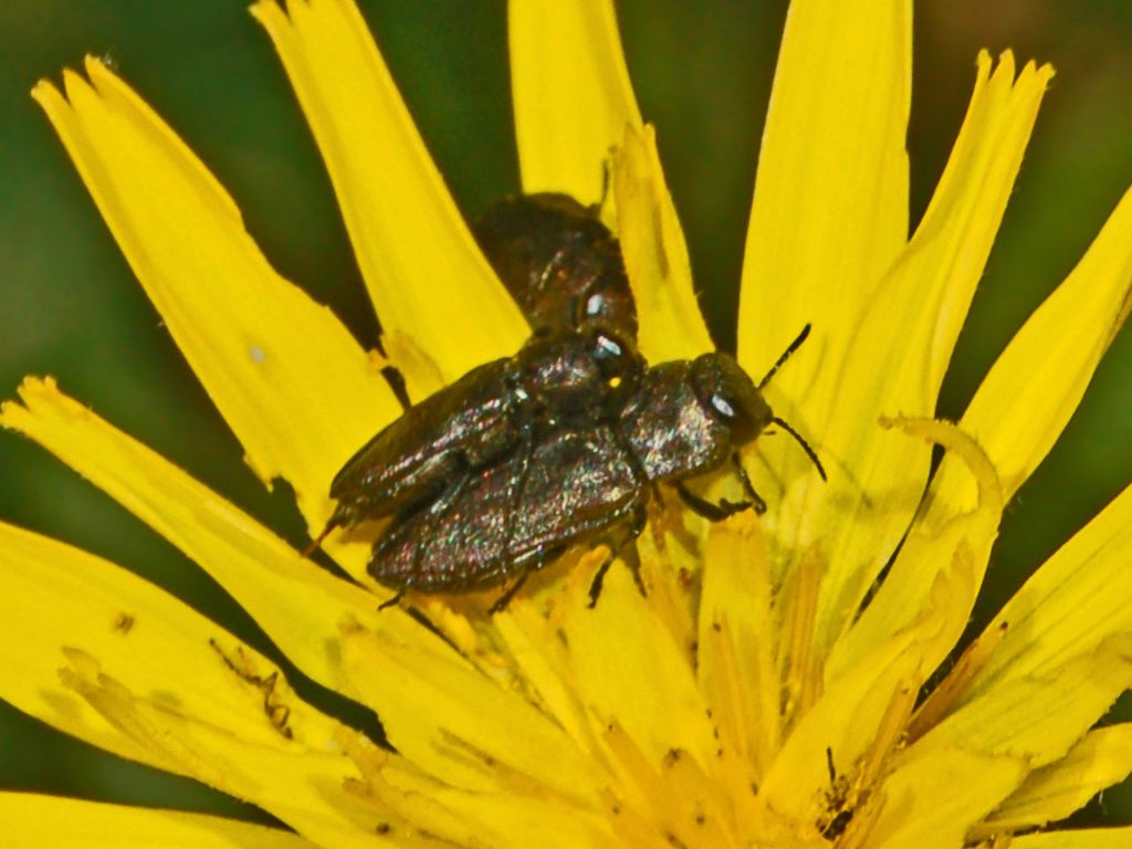 Buprestidae: Anthaxia cfr. quadripunctata